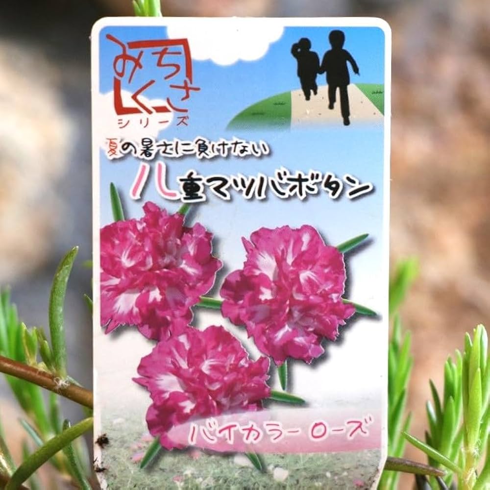 Amazon.co.jp: 小輪八重咲き 松葉ボタン バイカラーローズ 3.5号